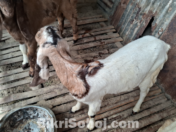 হরিয়ানা ছাগল বিক্রয় করা হইবে।